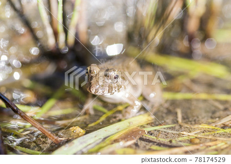水邊青蛙，土青蛙，青蛙，青蛙，青蛙 78174529
