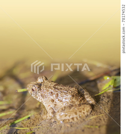 水邊青蛙，土青蛙，青蛙，青蛙，青蛙 78174532