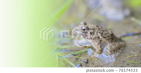 水邊青蛙，土青蛙，青蛙，青蛙，青蛙 78174533