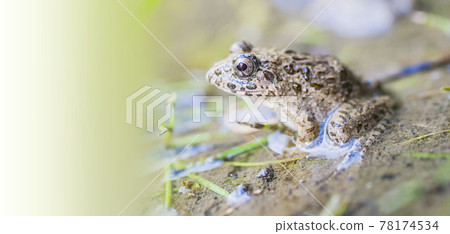 水邊青蛙，土青蛙，青蛙，青蛙，青蛙 78174534