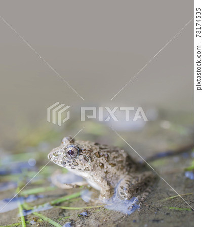 水邊青蛙，土青蛙，青蛙，青蛙，青蛙 78174535