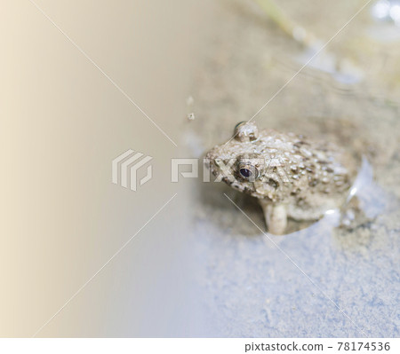 水邊青蛙，土青蛙，青蛙，青蛙，青蛙 78174536