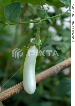 Long White eggplant on tree in the garden. Long White eggplant on tree in the garden. 78175052