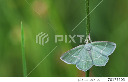 Closeup Campaea margaritaria Linnaeus moth 78175603
