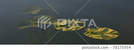 Green leaves of sea roses in the morning light. Green leaves of sea roses in the morning light. 78175954