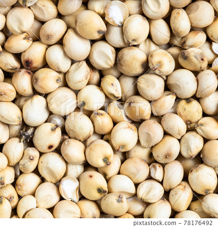 raw unpolished Sorghum grains close up raw unpolished Sorghum grains close up 78176492