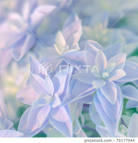 Natural background - gentle Hydrangea flower wallpaper 78177044