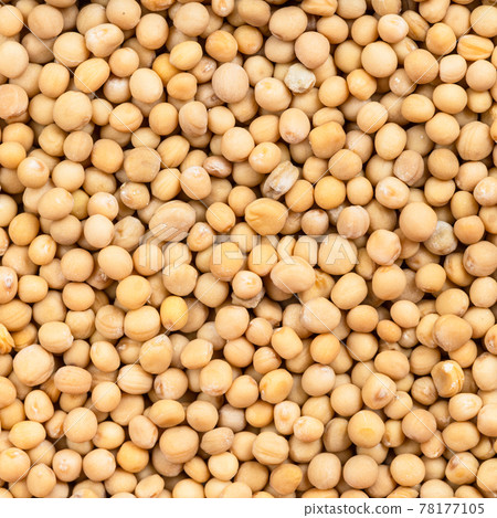 white mustard seeds (sinapis alba) close up white mustard seeds (sinapis alba) close up 78177105