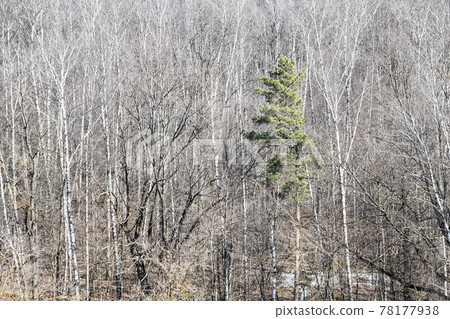 above view of green pine and bare trees in forest 78177938