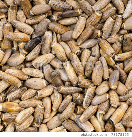 whole milk thistle seeds close up whole milk thistle seeds close up 78178165