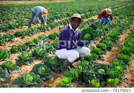 African american farm worker with cabbage during harvest African american farm worker with cabbage during harvest 78179023