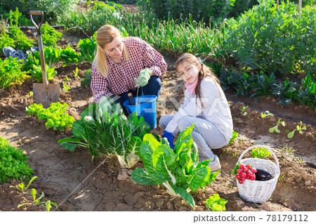girl with her mother harvesting fresh green lettuce girl with her mother harvesting fresh green lettuce 78179112