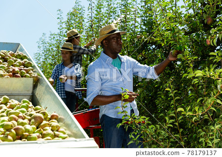 Farmer picking pears on harvesting platform 78179137
