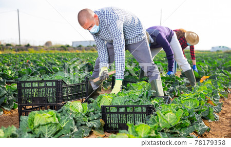 Man in protective mask harvesting cabbage in farm field 78179358