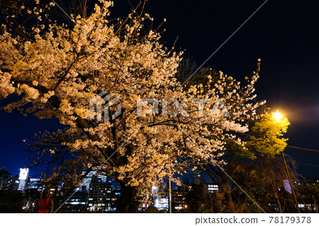 東京台東區上野公園的夜櫻 東京台東區上野公園的夜櫻 78179378