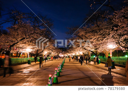 Sakura-dori at night in Ueno Park, Taito-ku, Tokyo 78179380