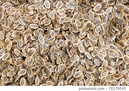 background - many dried dill seeds 78179545
