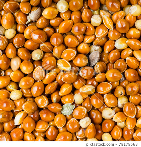 unhulled proso millet grains close up 78179568