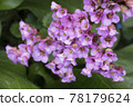 An evergreen flower with rosette of small flowers in varying shades of pink and large green leaves called elephant's ears or Bergenia. Selective focus 78179624