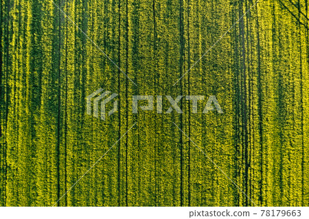 Green field in rural area. Landscape of agricultural cereal fields. 78179663