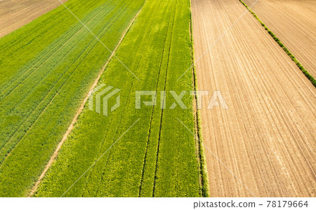 Green field in rural area. Landscape of agricultural cereal fields. 78179664