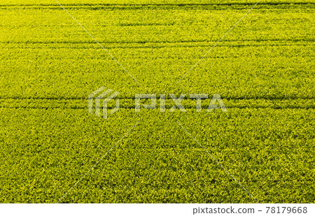 Green field in rural area. Landscape of agricultural cereal fields. 78179668