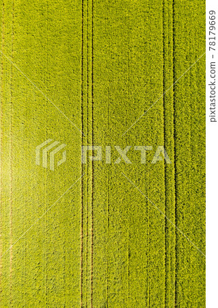 Green field in rural area. Landscape of agricultural cereal fields. 78179669