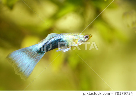 Guppy   (Poecilia reticulata) 78179754