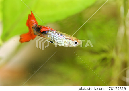 Guppy (Poecilia reticulata) Guppy (Poecilia reticulata) 78179819