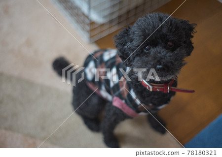 黑色玩具貴賓犬 78180321