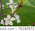 Apple blossom. apple blossom in spring 78180972