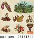 Cocoa harvesting and processing. Agriculture. An hand drawn illustrations on old paper. Cocoa harvesting and processing. Agriculture. An hand drawn illustrations on old paper. 78181344