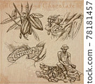 Cocoa harvesting. Agriculture. An hand drawn vector illustrations on an vintage background. Cocoa harvesting. Agriculture. An hand drawn vector illustrations on an vintage background. 78181457