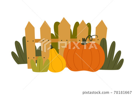 Ripe Pumpkin Vegetable as Seasonal Harvesting and Yield Vector Illustration Ripe Pumpkin Vegetable as Seasonal Harvesting and Yield Vector Illustration 78181667