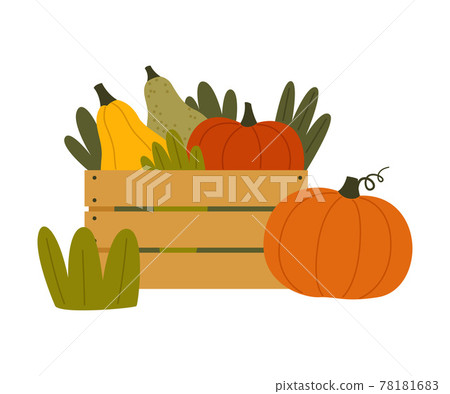Ripe Pumpkin Vegetable in Wooden Crate as Seasonal Harvesting and Yield Vector Illustration Ripe Pumpkin Vegetable in Wooden Crate as Seasonal Harvesting and Yield Vector Illustration 78181683