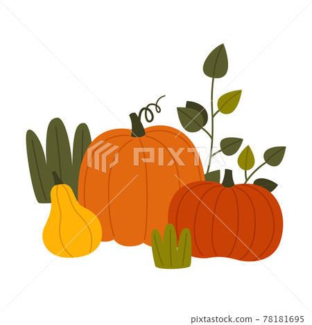 Ripe Pumpkin Vegetable as Seasonal Harvesting and Yield Vector Illustration Ripe Pumpkin Vegetable as Seasonal Harvesting and Yield Vector Illustration 78181695