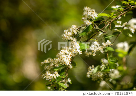 Yellow and white flowers of Rakusora trees blooming on the mountain trail 78181874