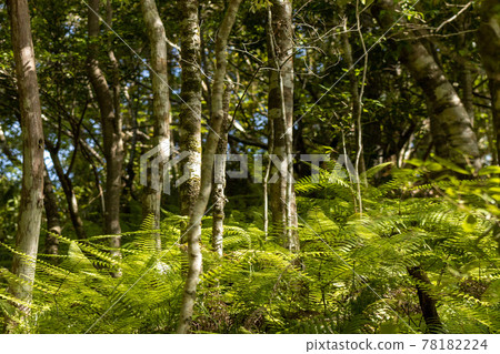 山間小道斜坡上的蕨類植物芽 山間小道斜坡上的蕨類植物芽 78182224