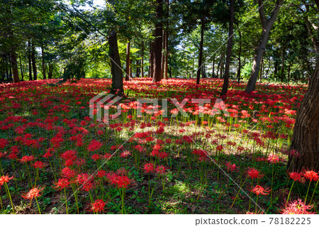 孤挺花一側 / 坂萬壽（千葉縣八千代市村上綠地公園）2020 年 10 月 78182225