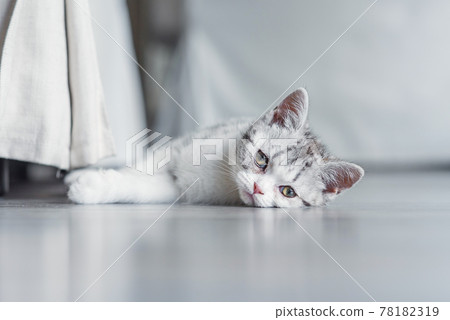 Cute gray kitten sits on the floor indoors near chair. Cute gray kitten sits on the floor indoors near chair. 78182319
