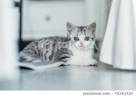 Cute gray kitten sits on the floor indoors near chair. Cute gray kitten sits on the floor indoors near chair. 78182320
