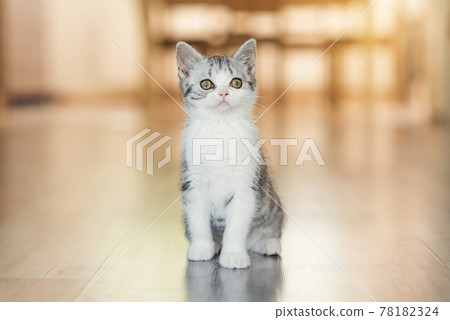 Cute little grey kitten in the cozy home Cute little grey kitten in the cozy home 78182324