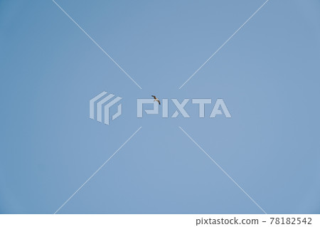 A flying bird in blue clear sky. A flying bird in blue clear sky. 78182542