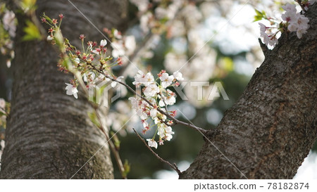 Cherry blossom tree that announces the beginning of spring Cherry blossom tree that announces the beginning of spring 78182874