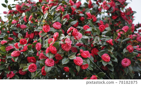 Red-blooming camellia tree 78182875