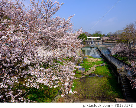櫻花琵琶運河,京都 櫻花琵琶運河,京都 78183178