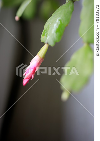 Close up red, pink yellow colored Schlumbergera Christmas cactus houseplant in green blurred background. Blooming Schlumbergera Christmas Cactus. Selective focus. Close up red, pink yellow colored Schlumbergera Christmas cactus houseplant in green blurred background. Blooming Schlumbergera Christmas Cactus. Selective focus. 78183272