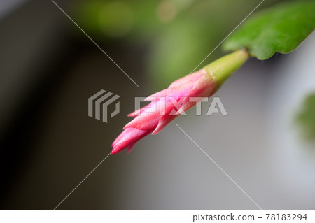 Close up red, pink yellow colored Schlumbergera Christmas cactus houseplant in green blurred background. Blooming Schlumbergera Christmas Cactus. Selective focus. Close up red, pink yellow colored Schlumbergera Christmas cactus houseplant in green blurred background. Blooming Schlumbergera Christmas Cactus. Selective focus. 78183294