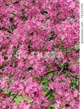 Pink beautiful tree flowers paradise apple tree on a background of juicy spring green grass Pink beautiful tree flowers paradise apple tree on a background of juicy spring green grass 78183399