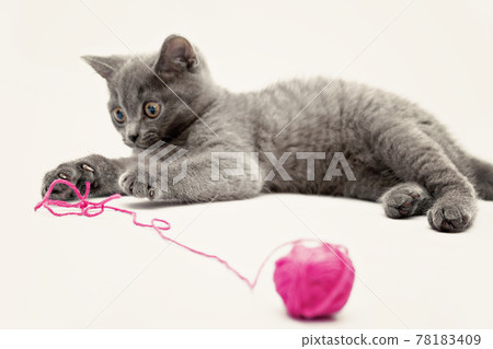 Gray kitten playing with pink clew isolated Gray kitten playing with pink clew isolated 78183409